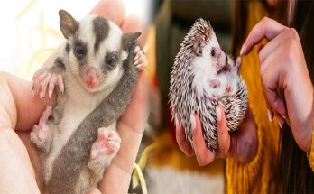 Best Exotic Pets for Beginners and First-Time Owners