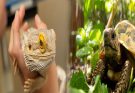 Care Tips for Maintaining a Healthy Exotic Pet Habitat