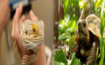 Care Tips for Maintaining a Healthy Exotic Pet Habitat