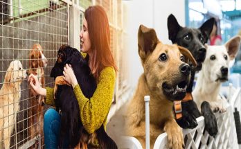 Expert Tips for Choosing the Right Dog for Adoption