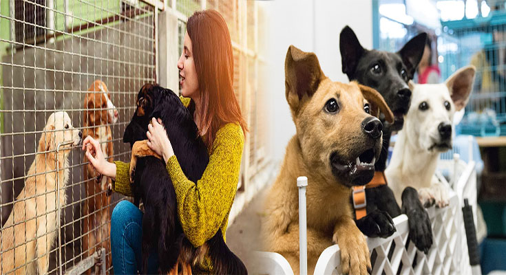 Expert Tips for Choosing the Right Dog for Adoption