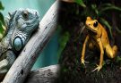 How to Care for Exotic Pets: Habitat and Diet Essentials