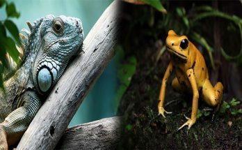 How to Care for Exotic Pets: Habitat and Diet Essentials