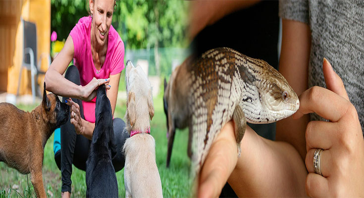 How to Socialize and Train Your Exotic Pet Effectively