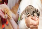 Popular Types of Exotic Pets and Their Care Requirements