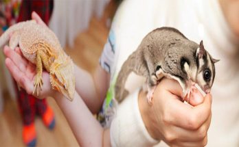 Popular Types of Exotic Pets and Their Care Requirements