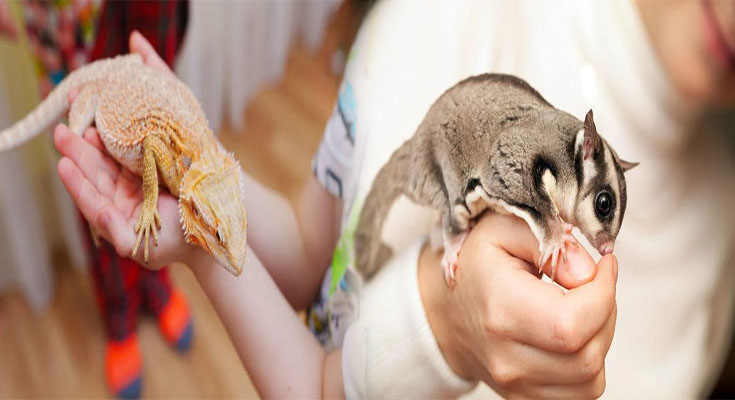 Popular Types of Exotic Pets and Their Care Requirements