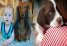 Recommended Puppy Dog Breeds for Families with Children