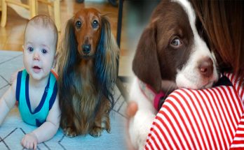 Recommended Puppy Dog Breeds for Families with Children