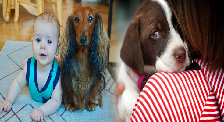 Recommended Puppy Dog Breeds for Families with Children