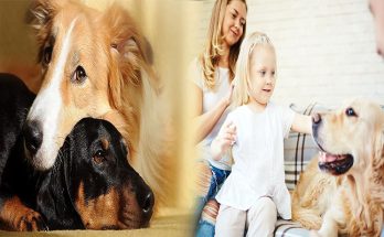 Successful Strategies for Introducing an Adopted Dog to Your Family