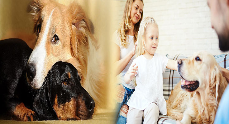 Successful Strategies for Introducing an Adopted Dog to Your Family