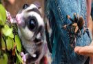 The Fascinating World of Popular Exotic Pets and Their Unique Care Needs