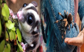 The Fascinating World of Popular Exotic Pets and Their Unique Care Needs