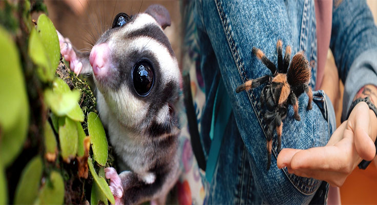 The Fascinating World of Popular Exotic Pets and Their Unique Care Needs