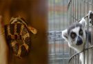 Training Techniques for Socializing Exotic Pet Animals