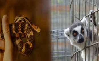 Training Techniques for Socializing Exotic Pet Animals