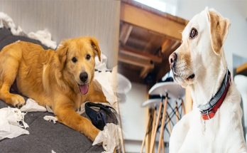 Understanding Puppy Dog Behavior: Common Issues and Solutions