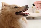 Is Dog CBD Oil Safe? Benefits, Dosage, and What Every Pet Owner Should Know