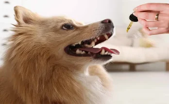 Is Dog CBD Oil Safe? Benefits, Dosage, and What Every Pet Owner Should Know